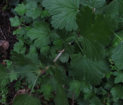 Ribes uva-crispa, photographed by Jon Mortin