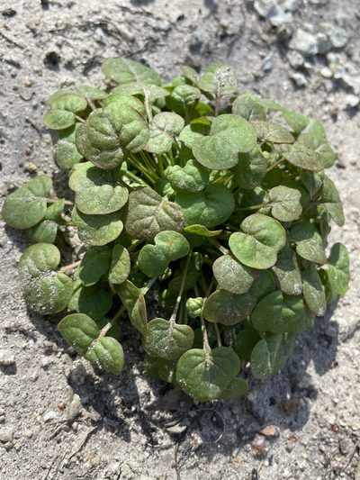 Eriogonum nortonii, photographed by Irene