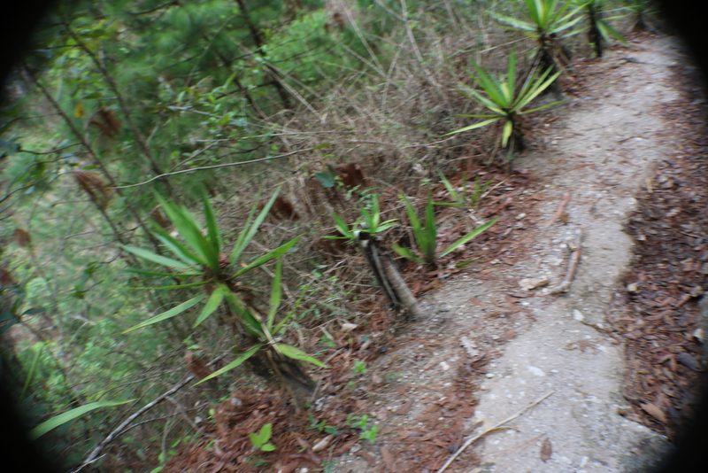 Yucca gigantea, photographed by Melisa Ojeda