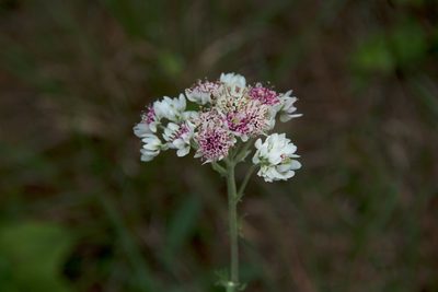 Hymenopappus artemisiifolius, photographed by Mike Duran