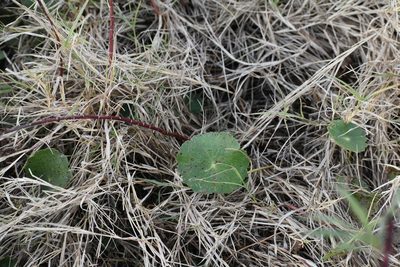 Hydrocotyle bonariensis, photographed by ferferrari