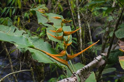 Heliconia latispatha, photographed by Attila Oláh