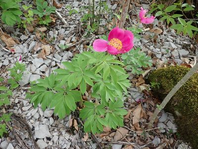Paeonia officinalis, photographed by David Delon