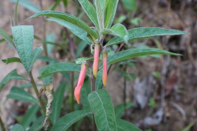 Lobelia laxiflora, photographed by Melisa Ojeda
