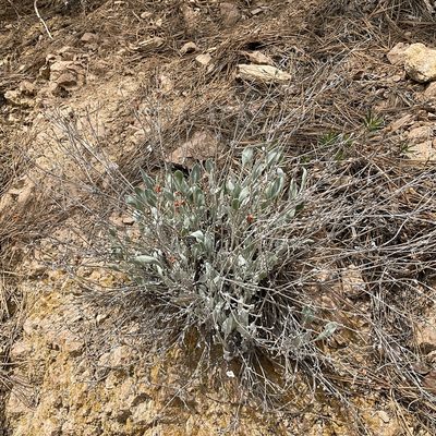 Eriogonum niveum, photographed by Daryl Nolan