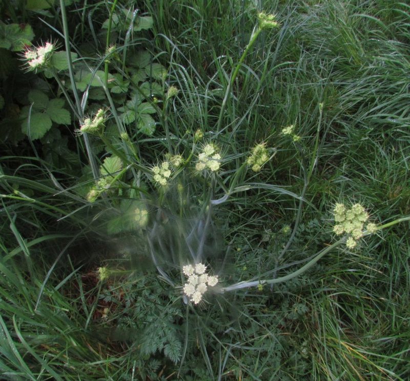 Oenanthe pimpinelloides, photographed by Jon Mortin