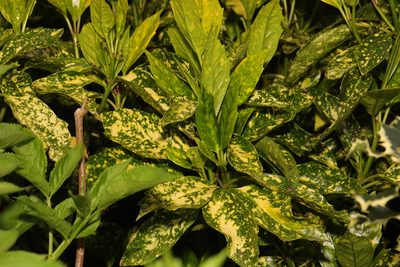 Aucuba japonica, photographed by Stephen James McWilliam