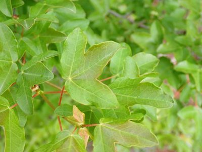 Acer monspessulanum, photographed by David Delon