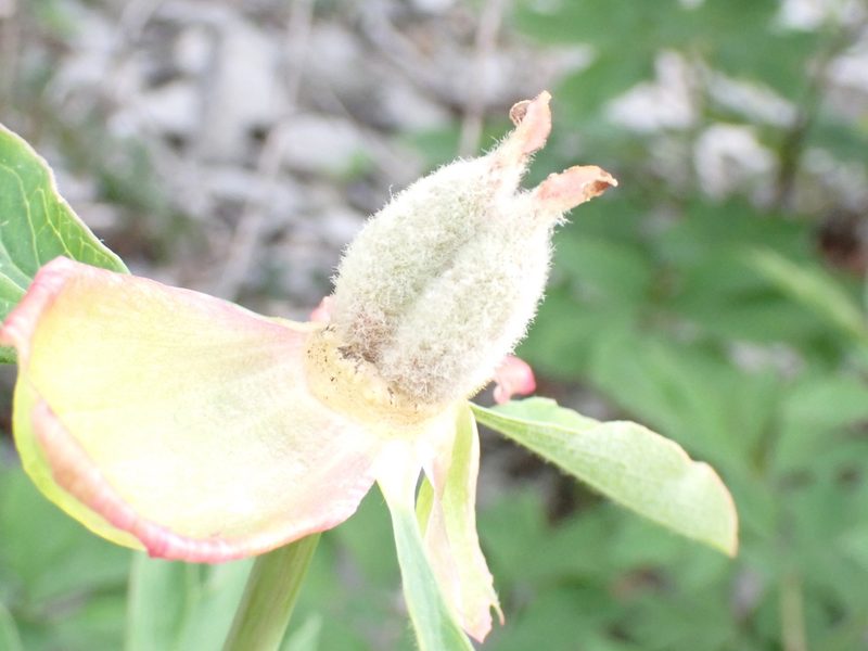 Paeonia officinalis, photographed by David Delon