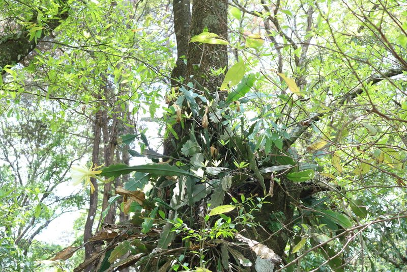 Disocactus crenatus, photographed by Melisa Ojeda