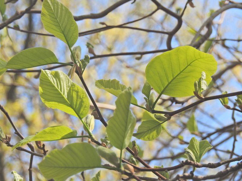 Magnolia acuminata, photographed by Navin Sasikumar