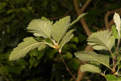 Scandosorbus intermedia, photographed by Stephen James McWilliam