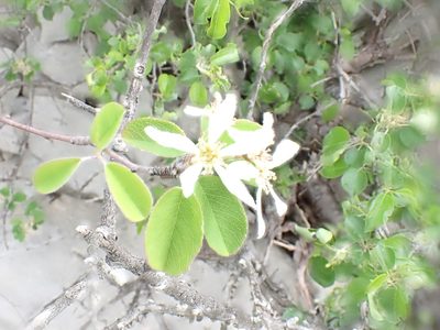 Amelanchier ovalis, photographed by David Delon