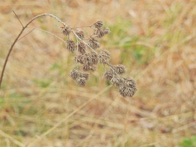 Lespedeza capitata, photographed by Navin Sasikumar