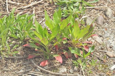 Oenothera biennis, photographed by Navin Sasikumar