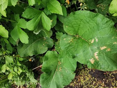 Arctium minus, photographed by Rachel Webster