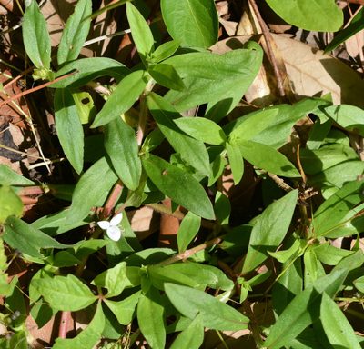 Diodia virginiana, photographed by Amber M. King
