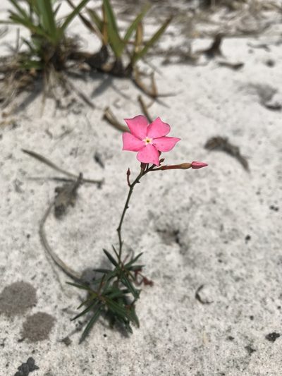 Mandevilla tenuifolia, photographed by vitordematos12