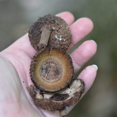 Quercus michauxii, photographed by Amber M. King