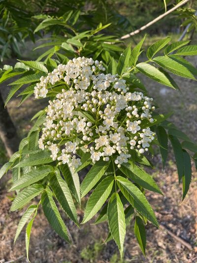 Sorbus commixta, photographed by Tamberly Conway