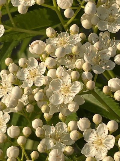 Sorbus commixta, photographed by Tamberly Conway