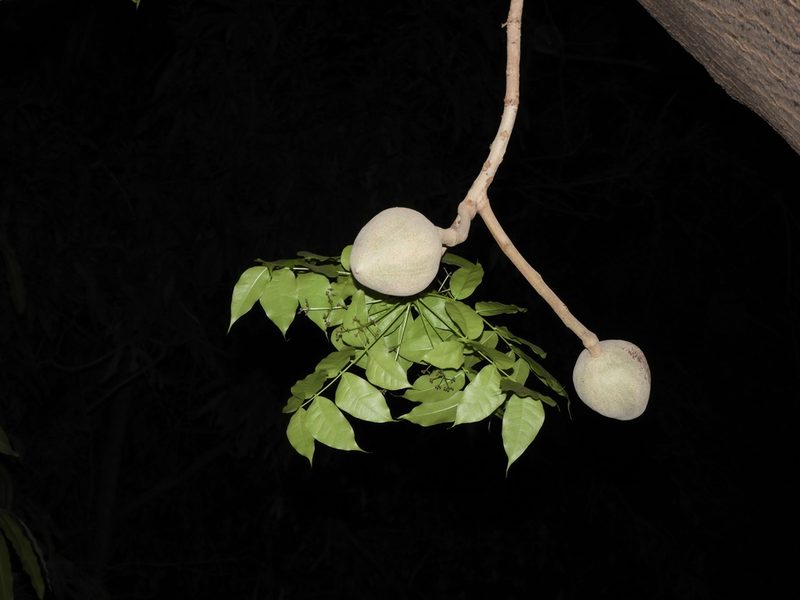 Swietenia humilis, photographed by Francisco Farriols Sarabia