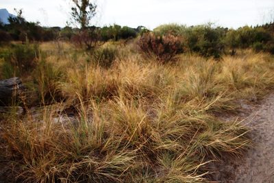 Eragrostis curvula, photographed by Tony Rebelo