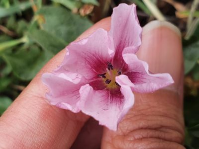 Convolvulus durandoi, photographed by Mehdi Chetibi
