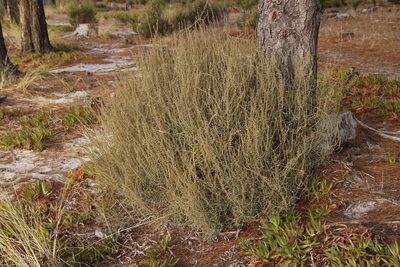 Stoebe plumosa, photographed by Tony Rebelo