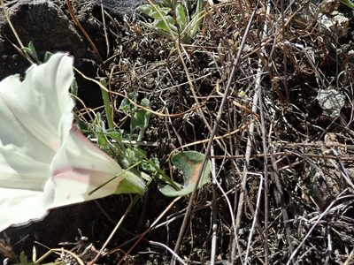 Convolvulus collinus, photographed by joergmlpts