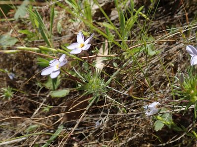 Leptosiphon androsaceus, photographed by joergmlpts