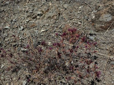 Monardella douglasii, photographed by joergmlpts