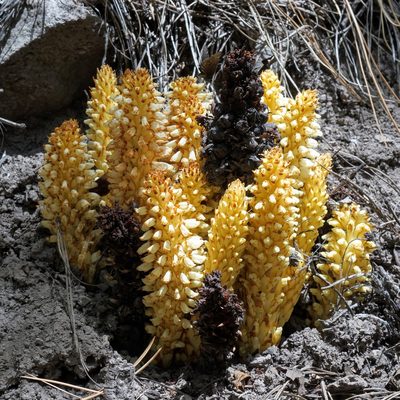 Conopholis alpina, photographed by Andrew Tree
