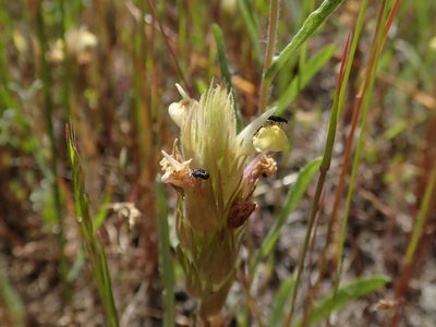 Castilleja rubicundula, photographed by joergmlpts