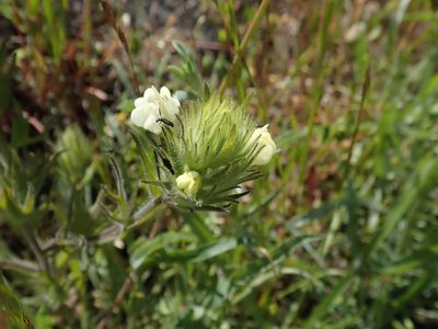 Castilleja rubicundula, photographed by joergmlpts