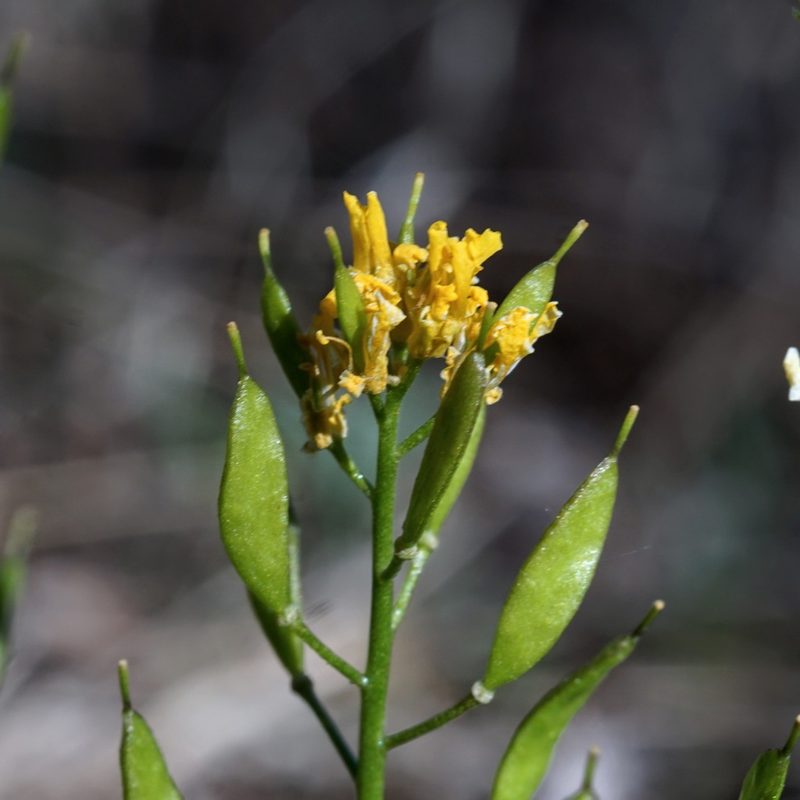 Draba mogollonica, photographed by Andrew Tree