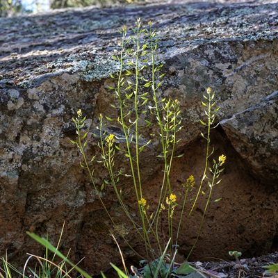 Draba mogollonica, photographed by Andrew Tree