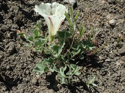 Convolvulus collinus, photographed by joergmlpts