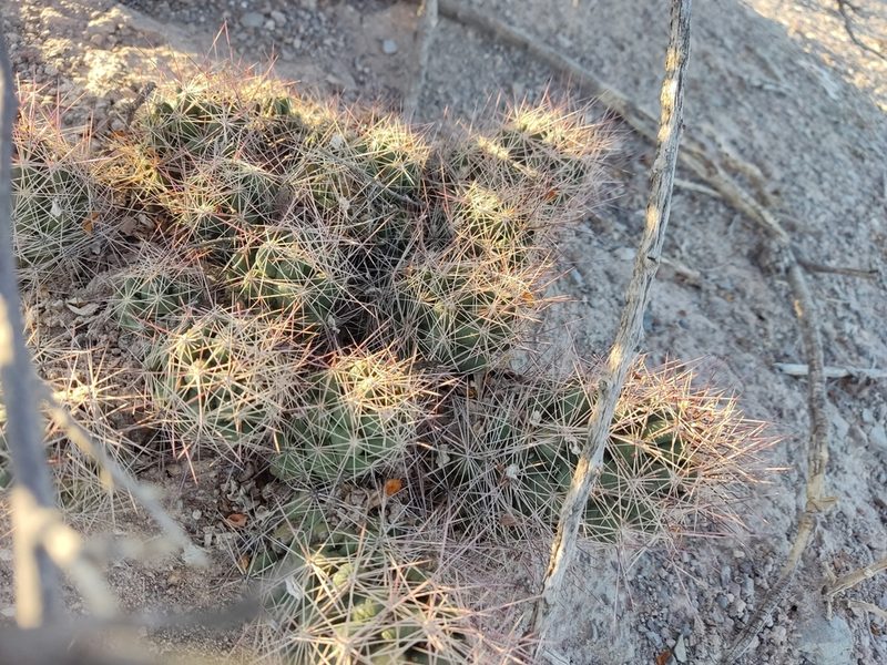 Pelecyphora macromeris, photographed by Mauricio Calderón