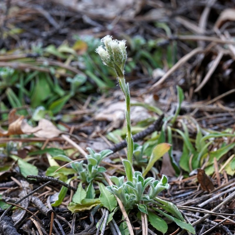 Antennaria marginata, photographed by Andrew Tree