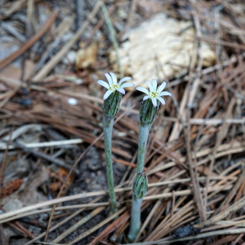 Leibnitzia lyrata, photographed by Andrew Tree