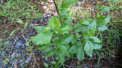 Baccharis halimifolia, photographed by Joseph Aubert