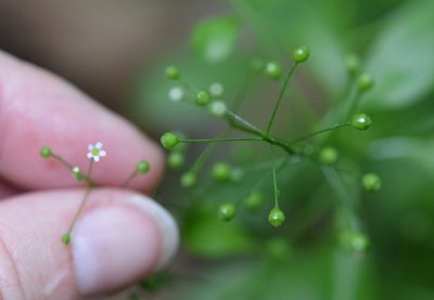 Samolus parviflorus, photographed by Amber M. King