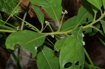 Persea palustris, photographed by Michelle W. （鍾偉瑋）