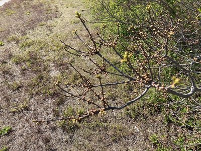 Myrica pensylvanica, photographed by Dilrukshan Priyantha Wijesinghe