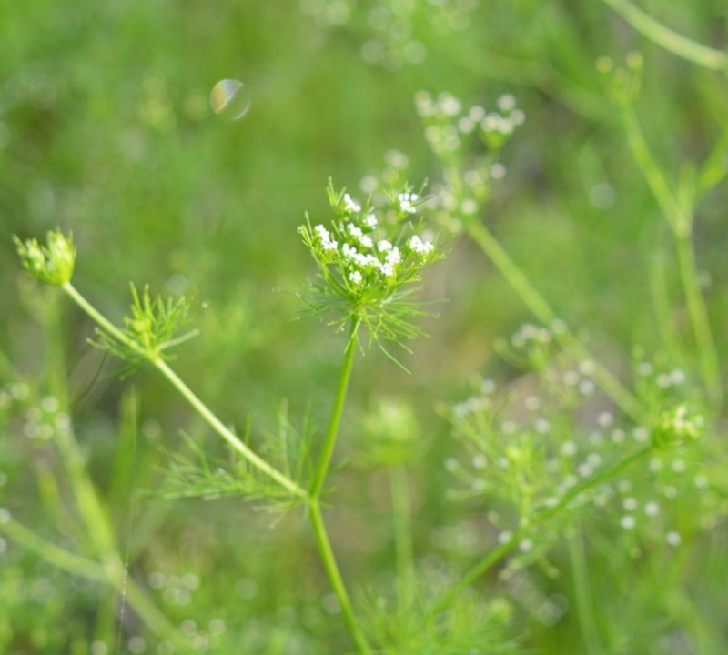 Ptilimnium capillaceum, photographed by Amber M. King