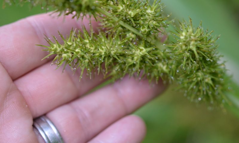 Carex crus-corvi, photographed by Amber M. King