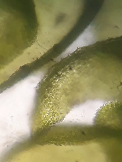 Thuidium laeviusculum, photographed by Leon Perrie
