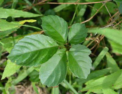 Causonis japonica, photographed by Amber M. King