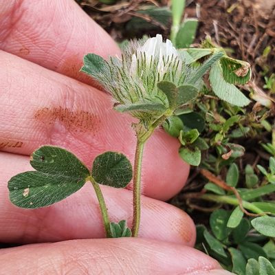 Trifolium cherleri, photographed by Mehdi Chetibi